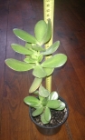 Geldbaum (Crassula Ovata)