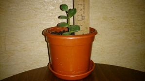 Geldbaum (Crassula Ovata)