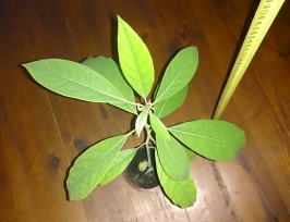 Avocado (Persea americāna)