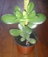 Geldbaum (Crassula Ovata)