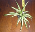 Chlorophytum