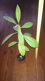 Avocado (Persea americāna)