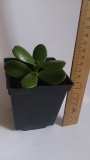 Geldbaum (Crassula Ovata)
