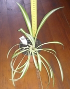 Chlorophytum