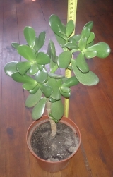 Money tree (Crassula Ovata)