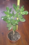 Geldbaum (Crassula Ovata)