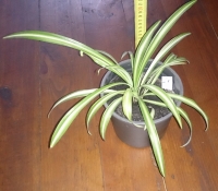 Chlorophytum