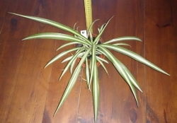 Chlorophytum
