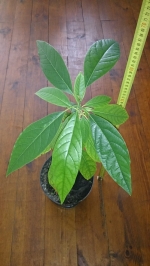 Avocado (Persea americana)