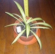 Chlorophytum